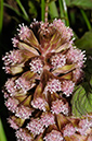 Butterbur_LP0350_25_Box_Hill