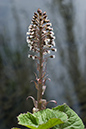 Butterbur_LP0097_08_Beddington