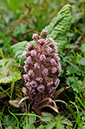 Butterbur_LP0350_17_Box_Hill