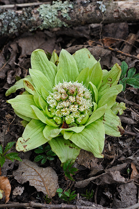 Butterbur_Giant_LP0348_11_Abinger