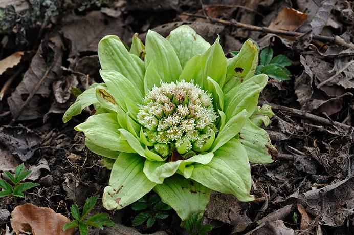 Butterbur_Giant_LP0348_07_Abinger