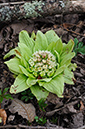 Butterbur_Giant_LP0348_11_Abinger