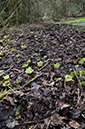 Butterbur_Giant_LP0346_20_Abinger