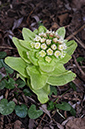 Butterbur_Giant_LP0349_19_Artington