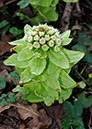 Butterbur_Giant_LP0349_03_Artington