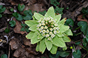Butterbur_Giant_LP0349_09_Artington