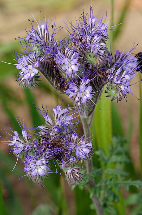 Phacelia_LP0381_20_Haxted