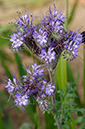 Phacelia_LP0381_20_Haxted