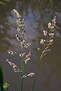 Canary-grass_Reed_LP0152_66_Lingfield