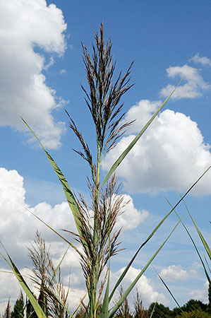 Reed_Common_LP0326_108_Hampton_Court