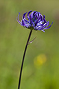 Rampion_Round-headed_LP0160_23_Walton_Downs