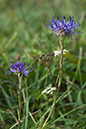 Rampion_Round-headed_LP0022_07_Mill_Hill