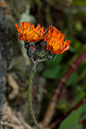 Fox-and-cubs_LP0059_03_Loddiswell