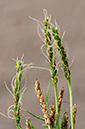 Plantain_Bucks-horn_LP0382_29_Ham_Common
