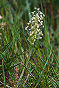 Plantain_Bucks-horn_LP0127_08_Puttenham