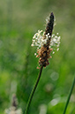 Plantain_Ribwort_LP0317_116_Hampton_Court