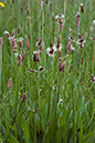 Plantain_Ribwort_LP0139_17_Coulsdon