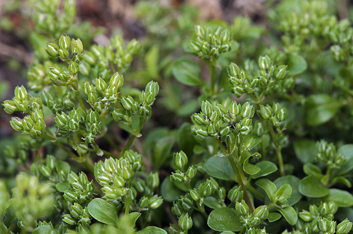 Allseed_Four-leaved_LP0365_03_Seale