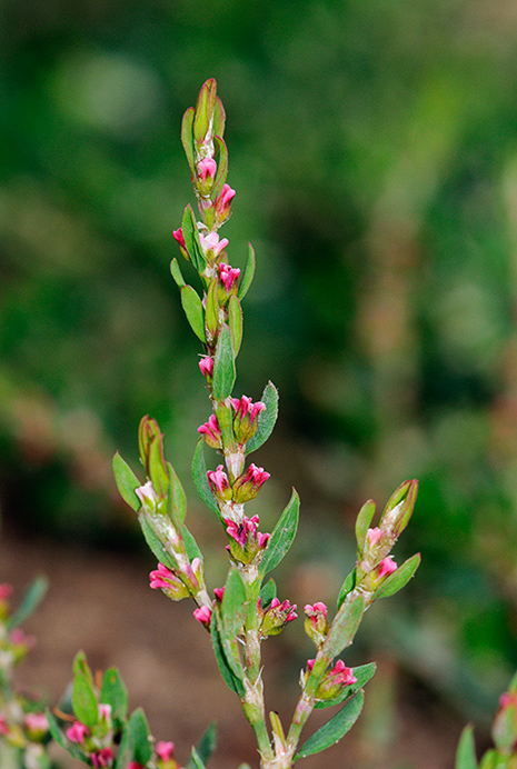 Knotgrass_LP0378_31_Dorking