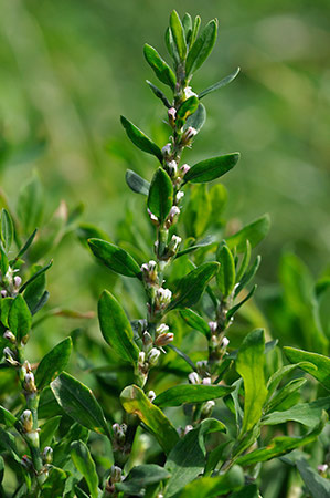 Knotgrass_LP0238_08_Eden_Valley