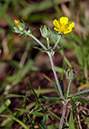 Cinquefoil_Hoary_LP0365_33_Seale