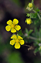 Cinquefoil_Hoary_LP0234_25_Ham