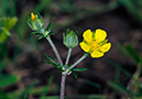 Cinquefoil_Hoary_LP0365_40_Seale