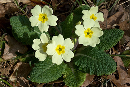 Primrose_LP0096_01_Harewoods