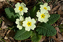 Primrose_LP0096_01_Harewoods