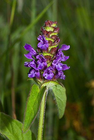 Selfheal_LP0059_66_Andrews_Wood