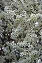 Blackthorn_LP0093_04_Beddington_Park