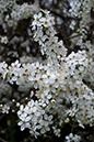 Blackthorn_LP0093_09_Beddington_Park