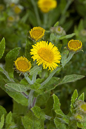 Fleabane_Common_LP0060_24_Penlee