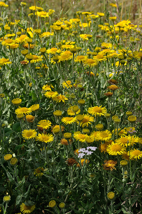 Fleabane_Common_LP0238_29_Eden_Valley