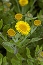 Fleabane_Common_LP0060_24_Penlee