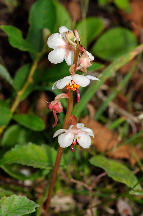 Wintergreen_Round-leaved_LP0331_27_Henley_Park