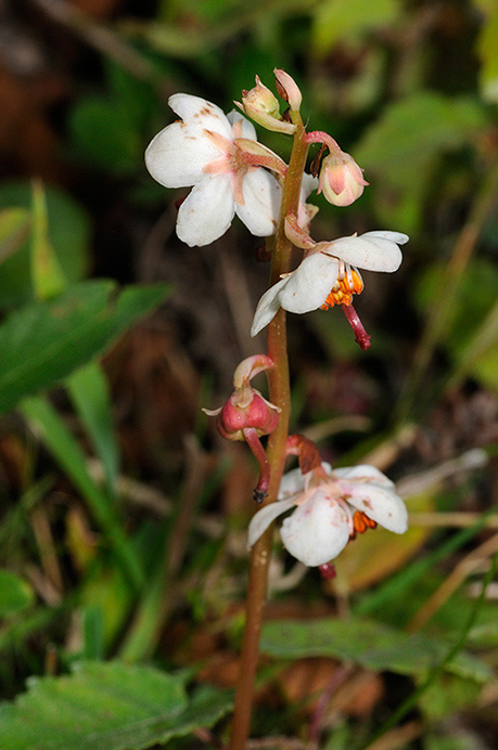 Wintergreen_Round-leaved_LP0331_31_Henley_Park