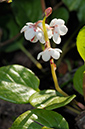 Wintergreen_Round-leaved_LP0383_50_Ash_Ranges