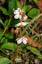 Wintergreen_Round-leaved_LP0331_27_Henley_Park