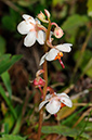 Wintergreen_Round-leaved_LP0331_31_Henley_Park1