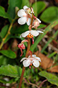 Wintergreen_Round-leaved_LP0331_27_Henley_Park1