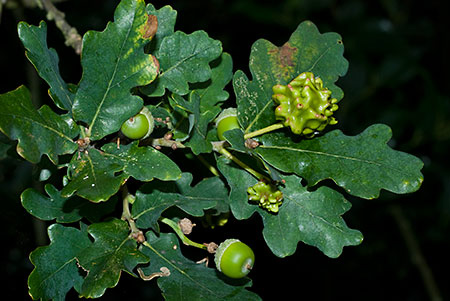 Oak_Knopper_galls_LP0075_04_Riddlesdown