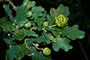 Oak_Knopper_galls_LP0075_04_Riddlesdown