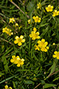 Spearwort_Lesser_LP0068_01_Headley_Heath