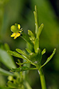 Buttercup_Celery-leaved_LP0287_06_Bushy_Park