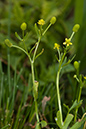 Buttercup_Celery-leaved_LP0184_57_Shalford