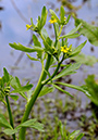 Buttercup_Celery-leaved_LP0313_188_Papercourt_Marshes
