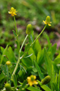 Buttercup_Celery-leaved_LP0282_74_Merstham
