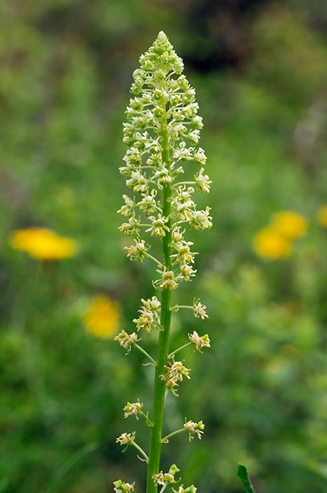 Mignonette_Wild_LP0316_53_Fraser_Down