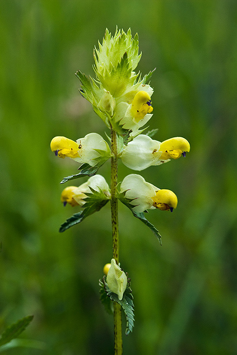 Yellow-rattle_Greater_LP0137_14_Riddlesdown